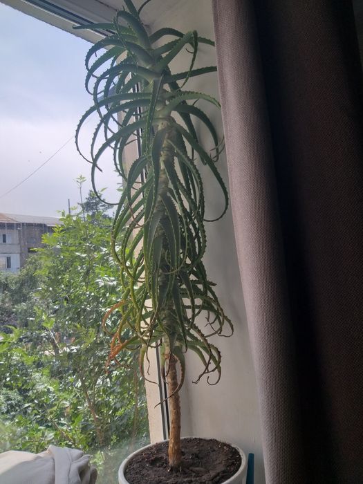 Алое  лекарственное  продается