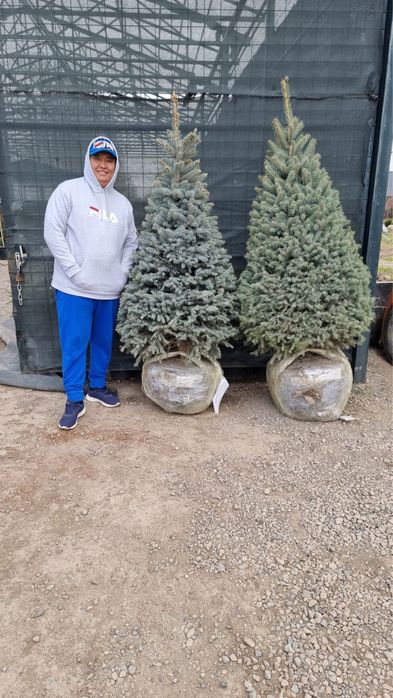 Газон посевной и рулонный