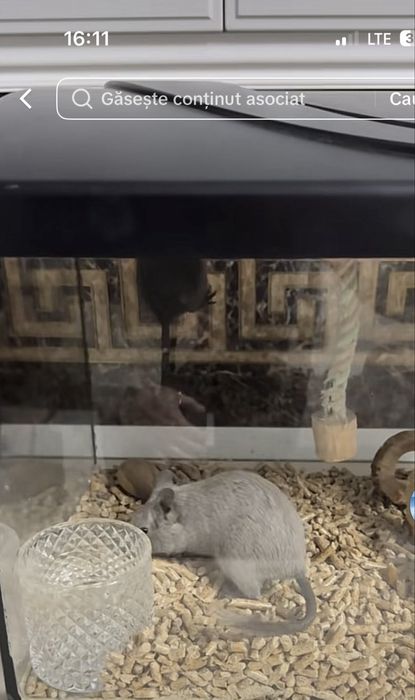 Veverite Degu doi masculi