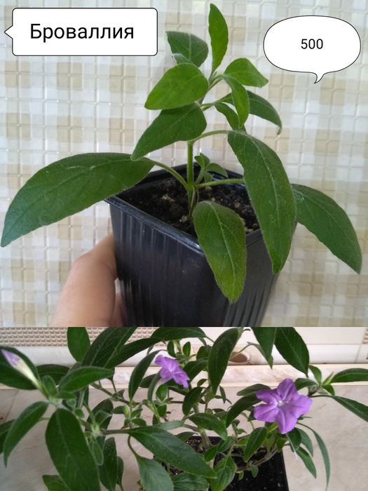 Продам цветы комнатные