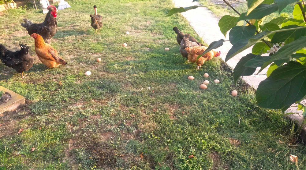 Vind Oua de găină.