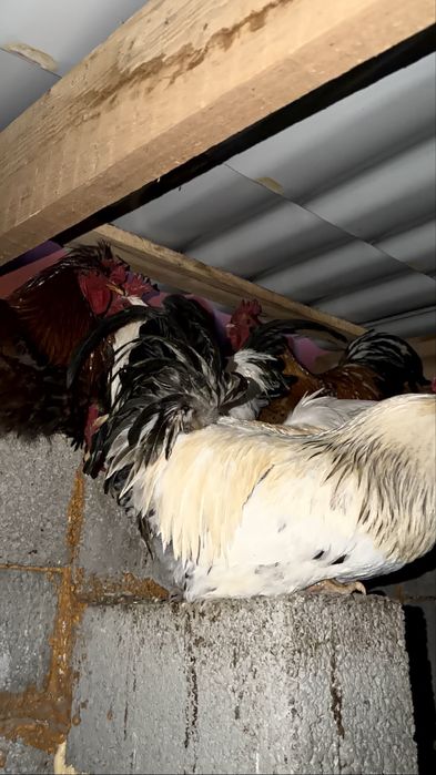 Кораздар сатылады тез арада