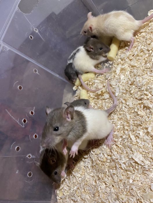 Șobolani dumbo de casă pet