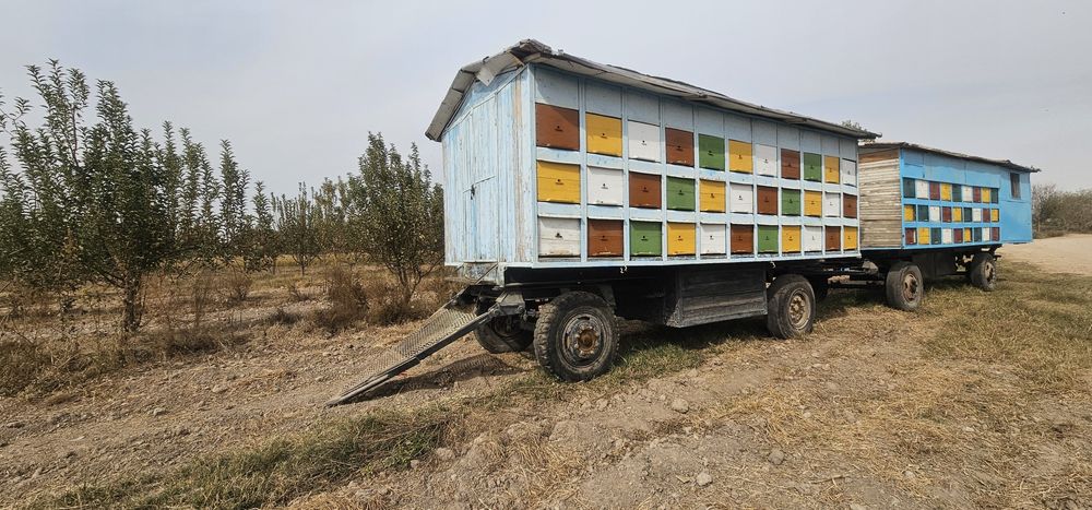 Asalari tirkamasi pavilon