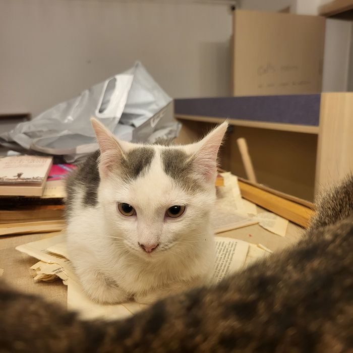 Котенок в добрые руки