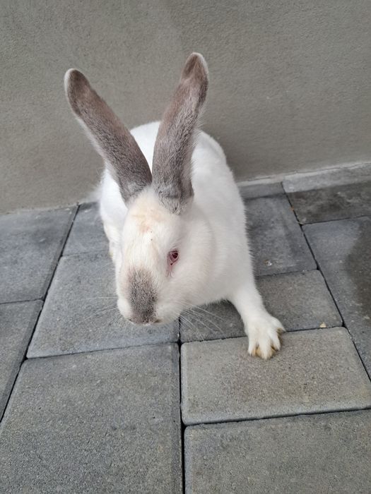 Vand o femela de 6 luni