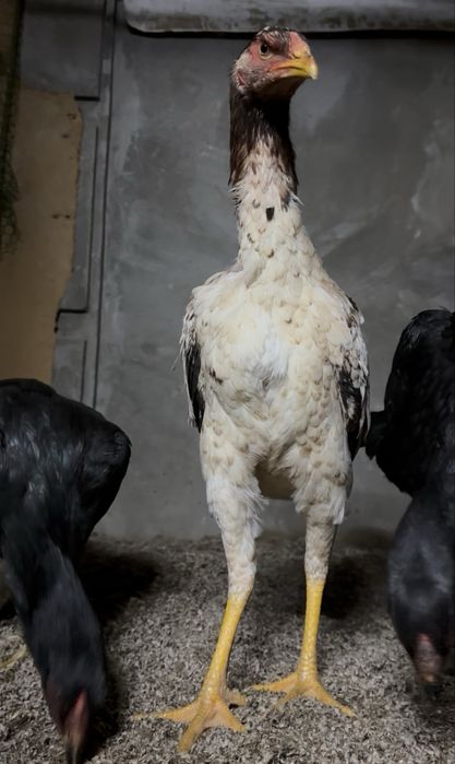 Dakan,makyon,жожа,joja,tovuq,макёнлар,товук,bobo jojalar,жожа,жожалар