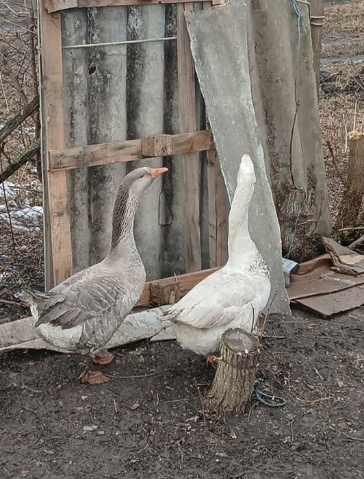 Vând 2 gâscani unul alb și unul Toulouse