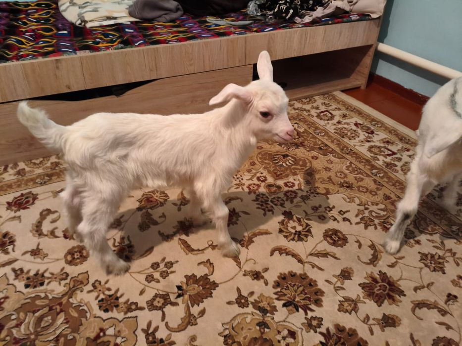 Лактар сатылады занен