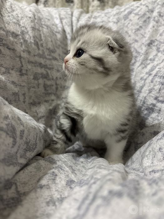 Котенок вислоухий