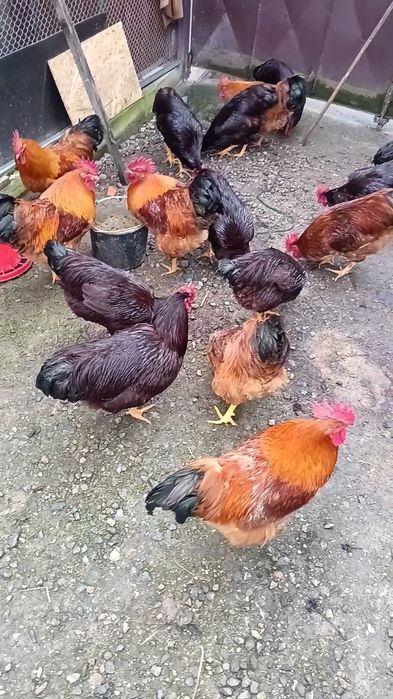 Vând cocosi new hampshire și Rhode island