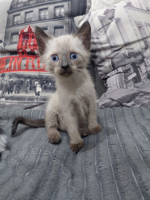 Отдам котят в добрые руки
