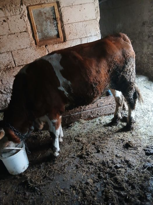 Junincii de vânzare sau la schimb