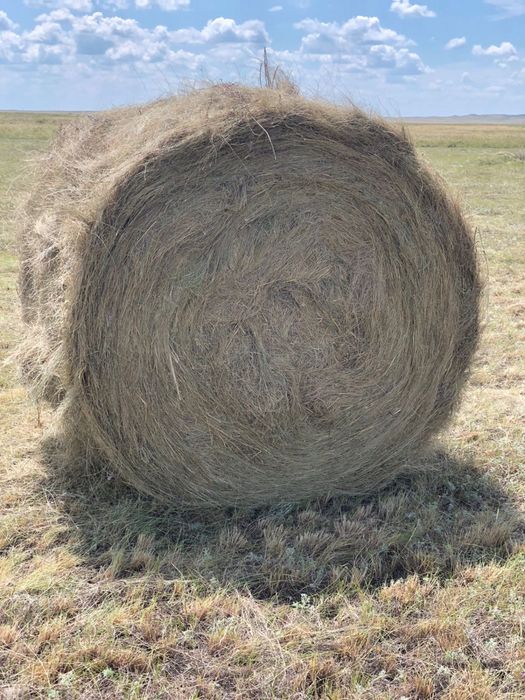 Продаем Сено в рулонах Самовывоз 7000тг