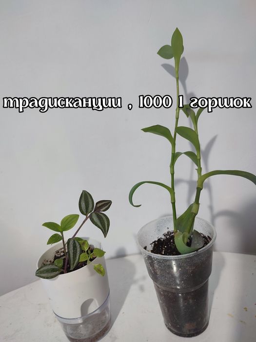 Комнатные цветы недорого