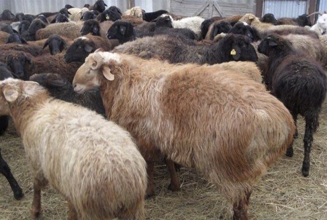 Ақсуаттың қойлары сатылады