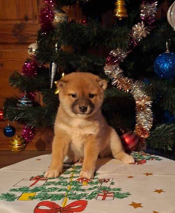 Шиба ину прекрасни кученца