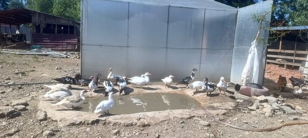 Vând rațe mute și gâște