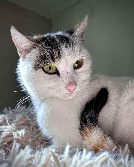 Руби на 7 м, нежна и спокойна, търси дом