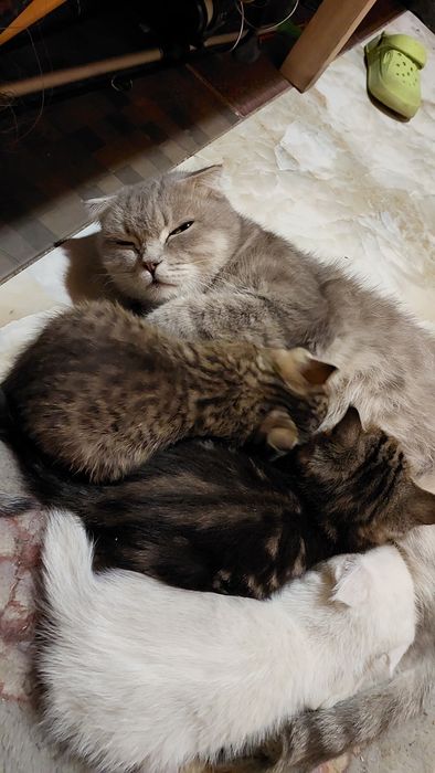Котята скоттиш страйт