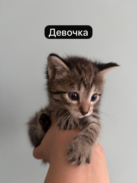 Отдам котят в хорошие руки!