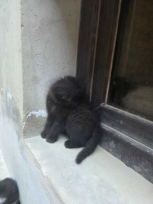 2 котенка отдам в хорошие руки