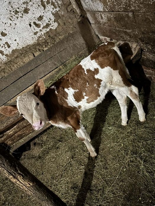 Vând un tauras și o vitea