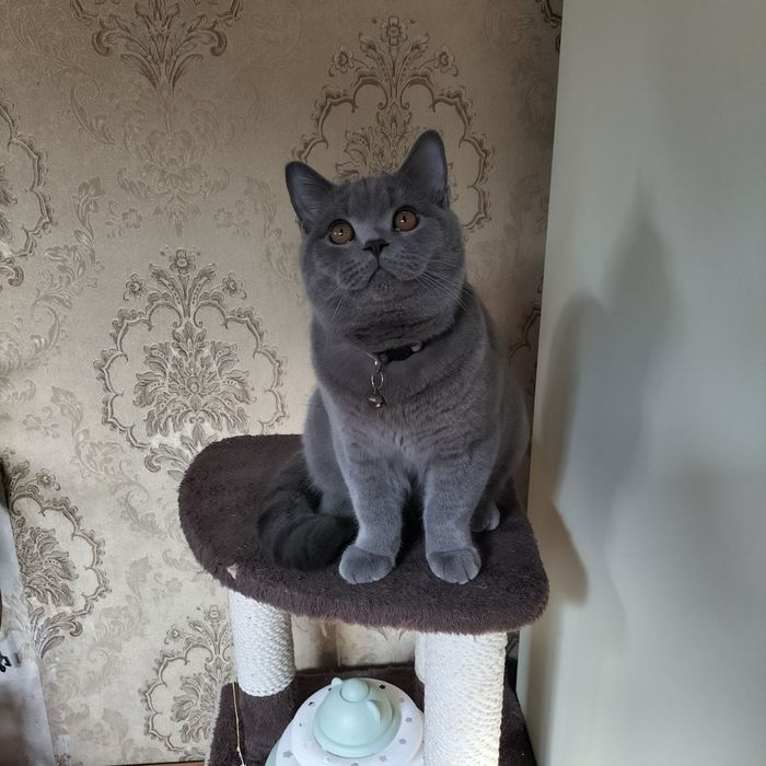 Вязка  кот (сотилмиди)