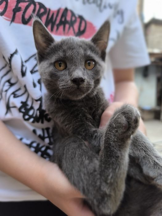 Отдам котят в хорошие руки