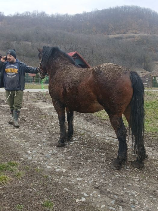 Vând iapă gestantă