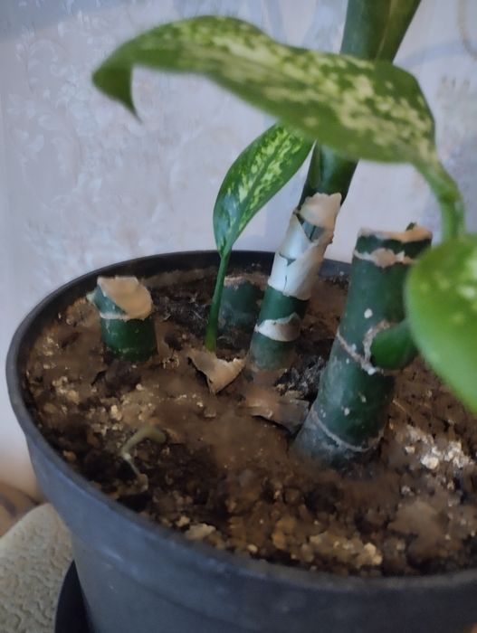 Дефинбахия за 1500 т .