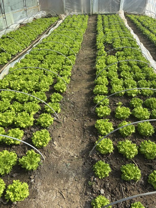 Свежа, зелена салата