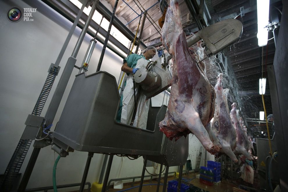 Убойный цех для КРС и МРС