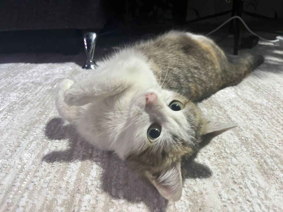 Отдам в добрые руки молодую кошечку