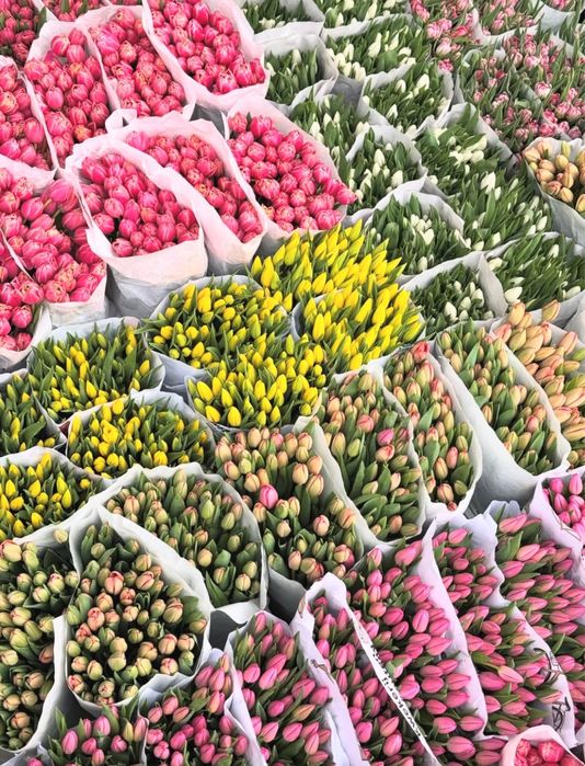 Пренимаем заказы на тюльпаны