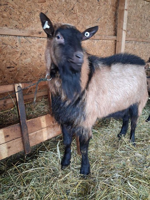 Tap alpin de vanzare