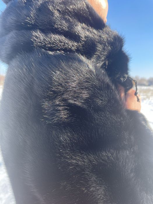 Срочно продам шубу! Уступлю цену!