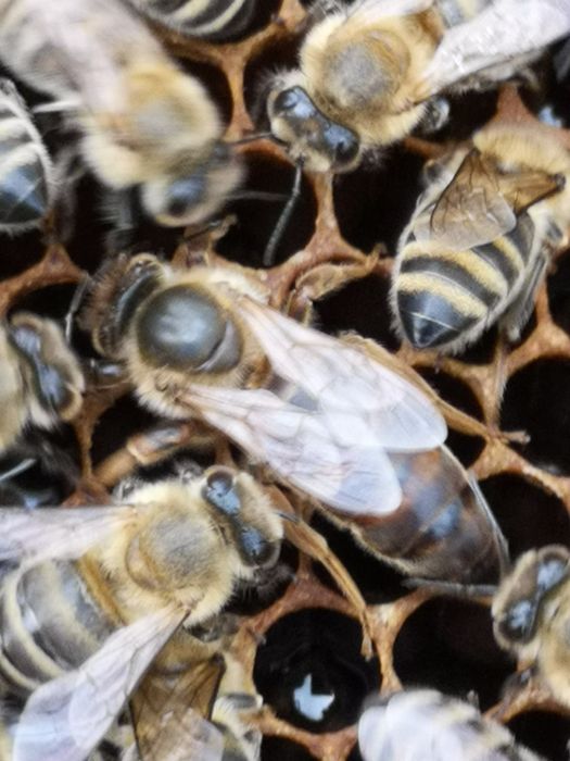 Vând  familii albine.