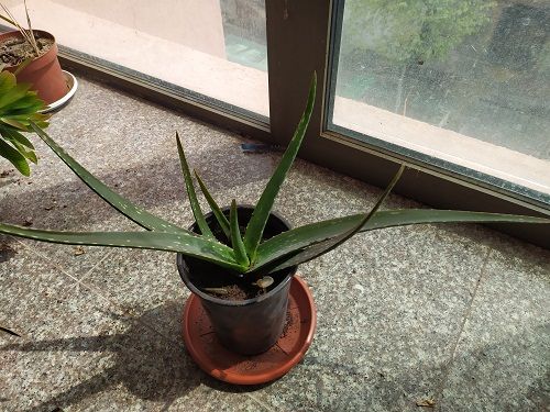 Алое Вера Барбанденсис Милър