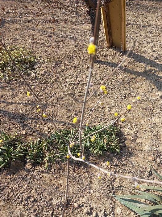 Qizilcha kõchat 550 000 keliwamz