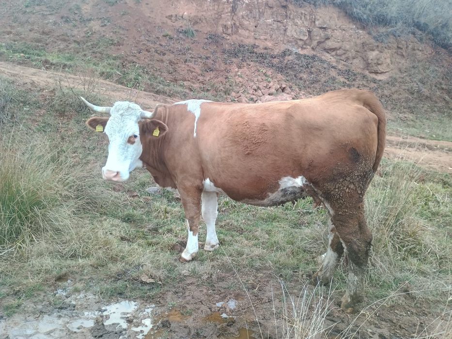 Vand vaca gestanta