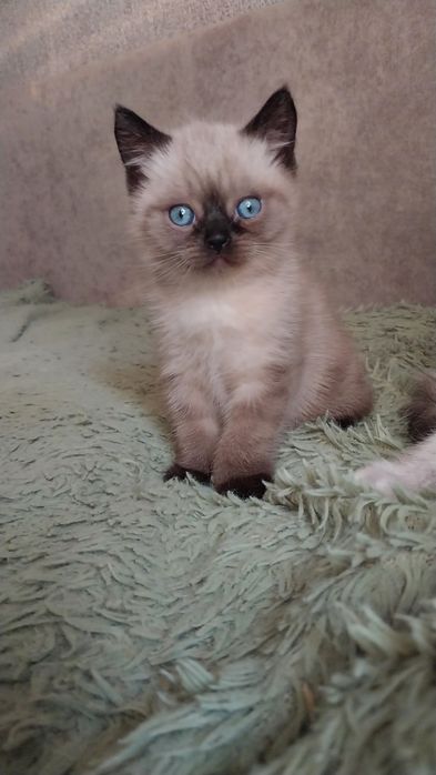 Чистокровный котенок