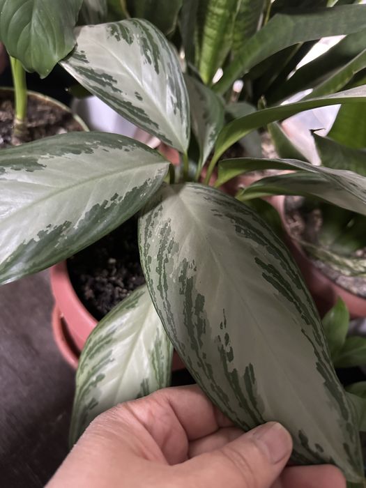 Цветы комнатные для дома