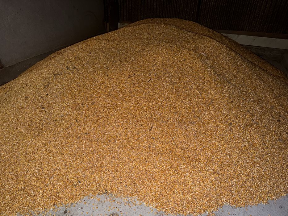 Vand Porumb Boabe Pioneer