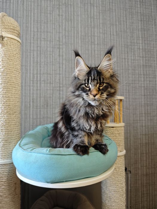 Котенок Мейн кун