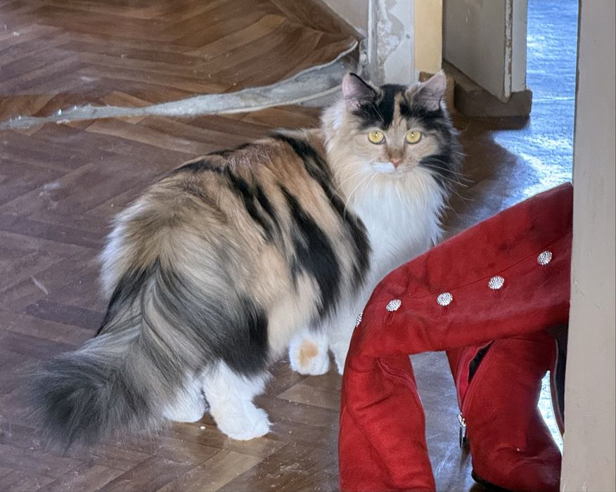 Отдам кошек в добрые руки