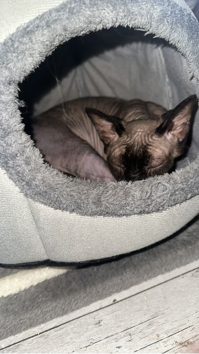 Pet sitter, pensiune pisici
