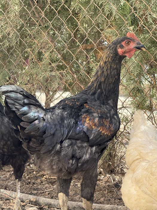 Қора Шахзода, Черный Принц