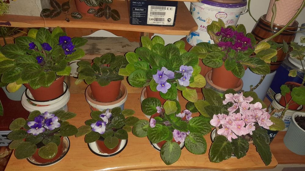 Комнатые цветочки