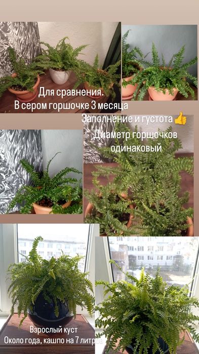 Папоротник "НЕФРОЛЕПИС"